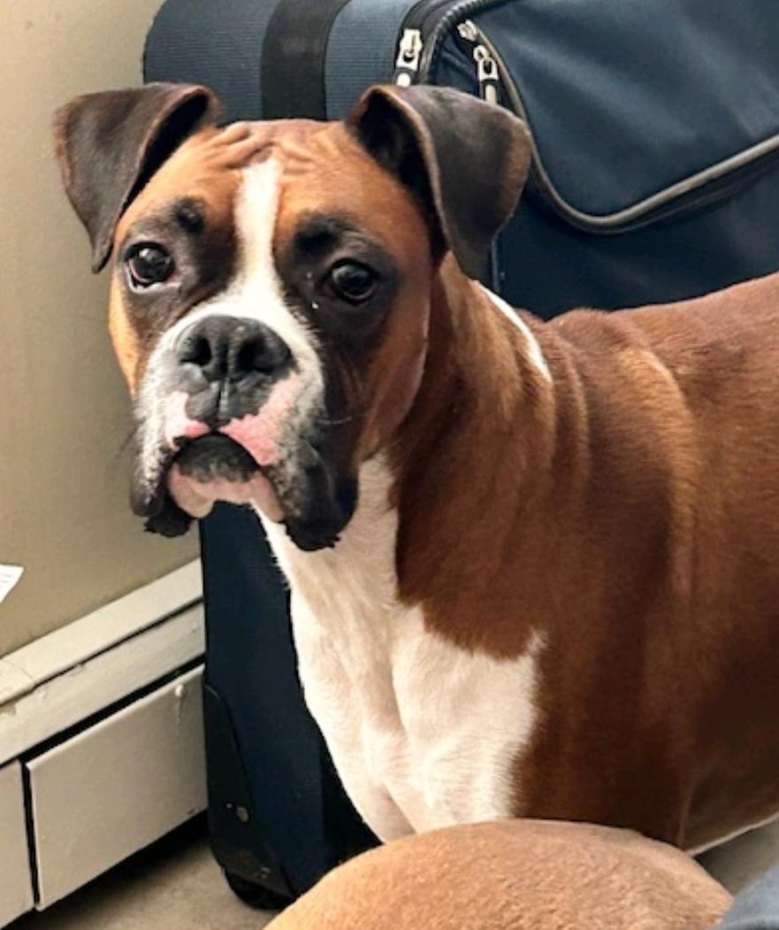 Enlarge King, a ADOPTABLE Boxer in Hamburg, NY image 5/6
