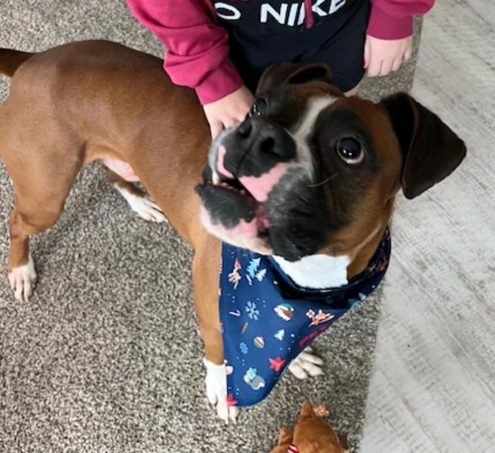 Enlarge King, a ADOPTABLE Boxer in Hamburg, NY image 2/6