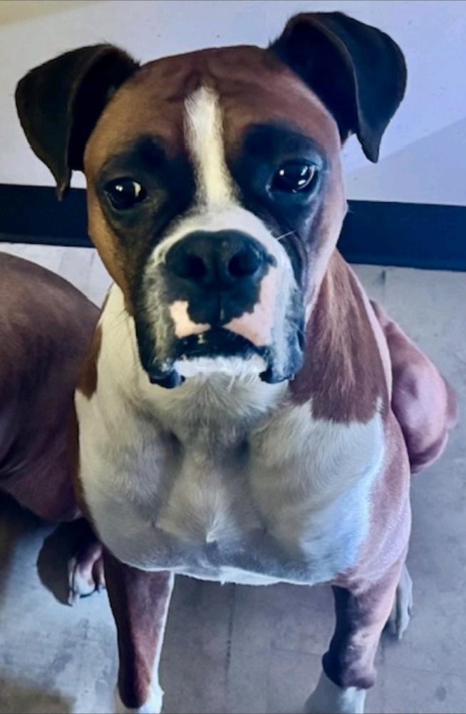 Enlarge King, a ADOPTABLE Boxer in Hamburg, NY image 3/6