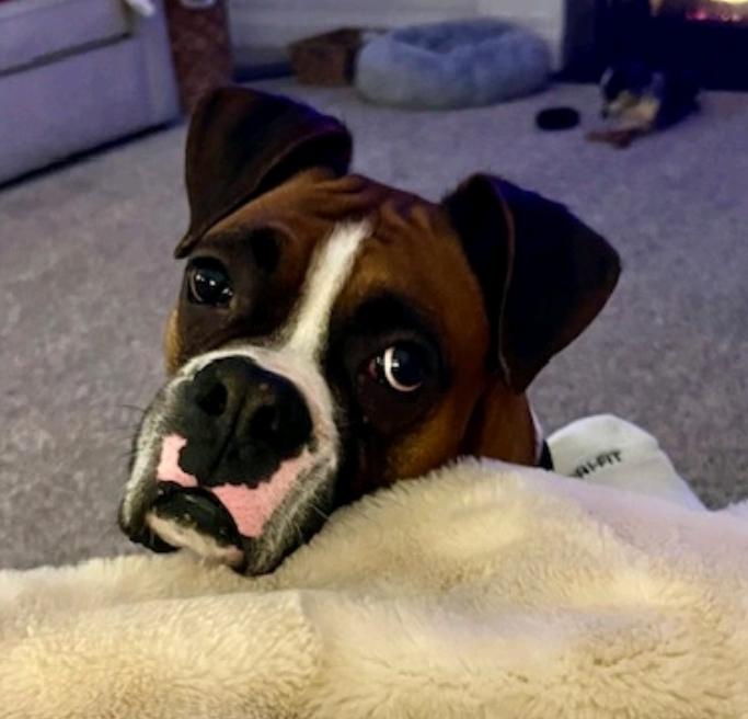 King, ADOPTABLE, Adult Male Boxer.