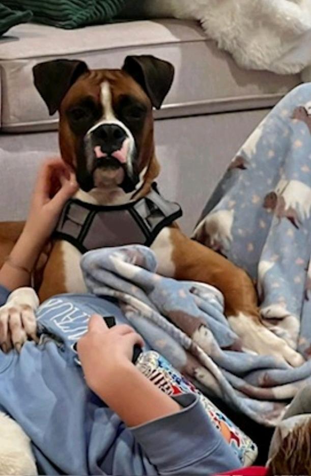 Enlarge King, a ADOPTABLE Boxer in Hamburg, NY image 6/6