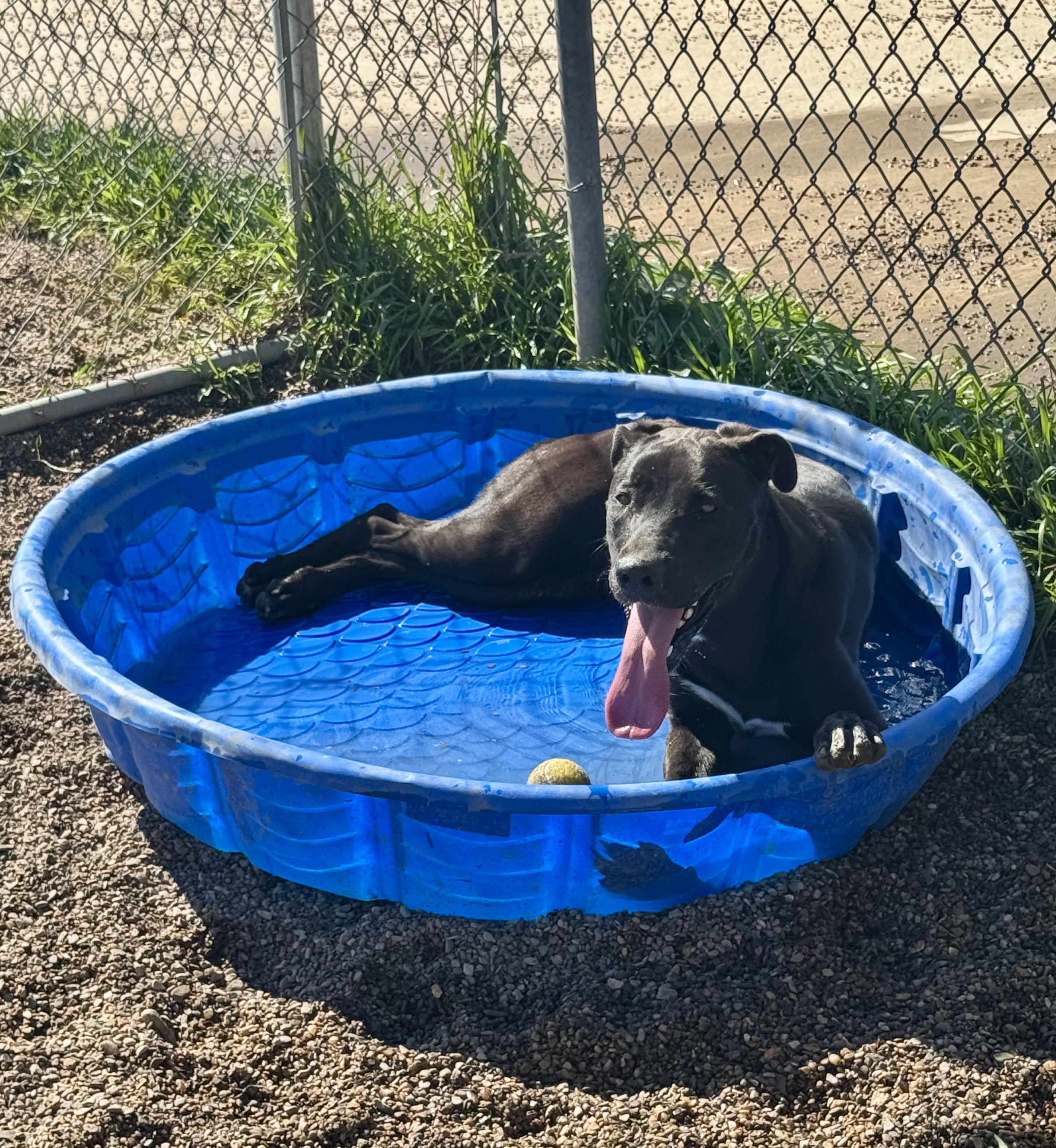Enlarge Jazmyn, an adoptable mixed breed in Rapid City, SD image 4/6