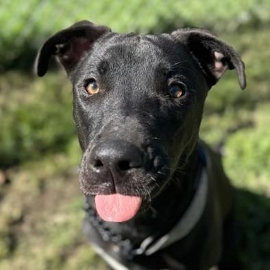 Jazmyn, ADOPTABLE, Young Female Terrier & German Shepherd Dog.