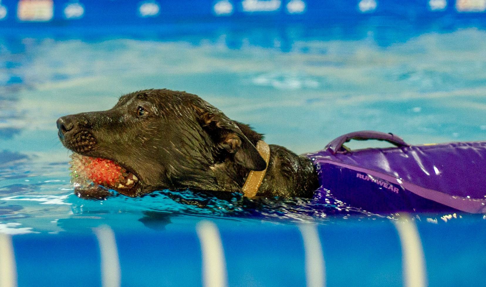 Enlarge Jazmyn, an adoptable mixed breed in Rapid City, SD image 5/6