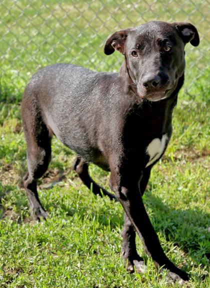 Jazmyn, a ADOPTABLE mixed breed in Rapid City, SD image 2/4