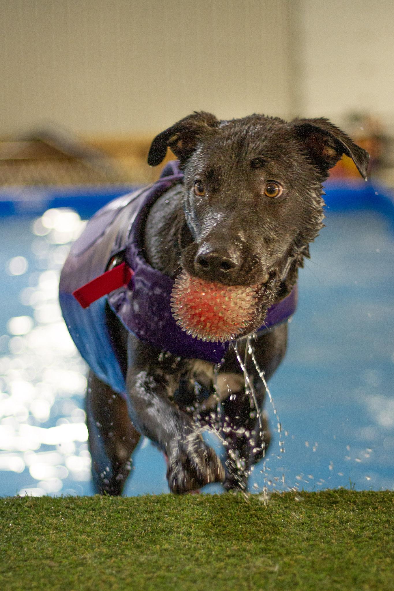 Enlarge Jazmyn, an adoptable mixed breed in Rapid City, SD image 6/6
