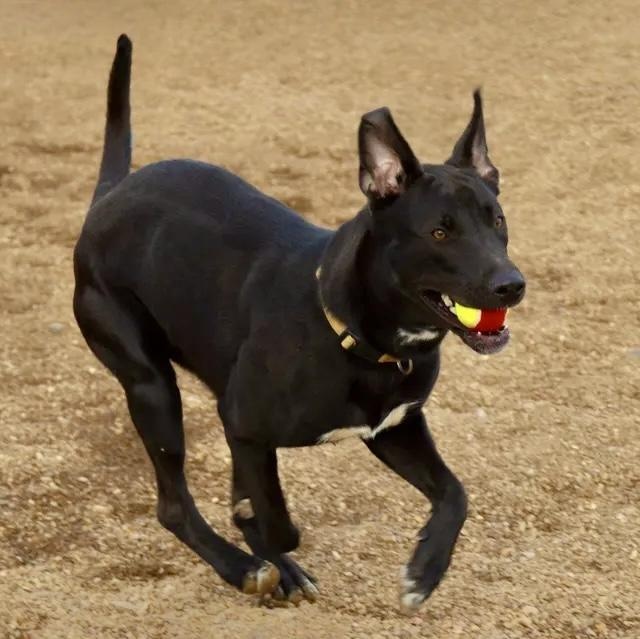 Enlarge Jazmyn, an adoptable mixed breed in Rapid City, SD image 2/6