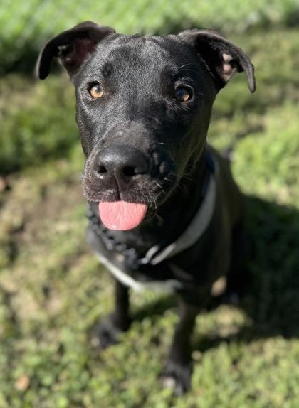 Jazmyn, a ADOPTABLE mixed breed in Rapid City, SD image 3/4