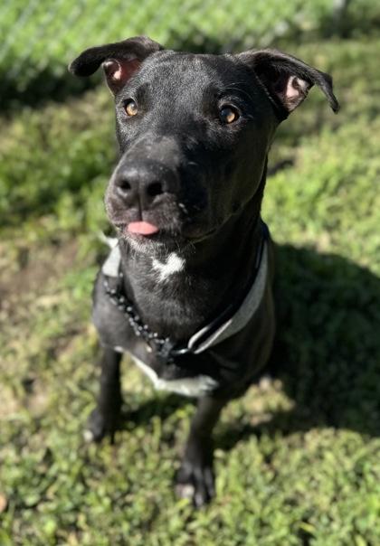 Jazmyn, a ADOPTABLE mixed breed in Rapid City, SD image 4/4