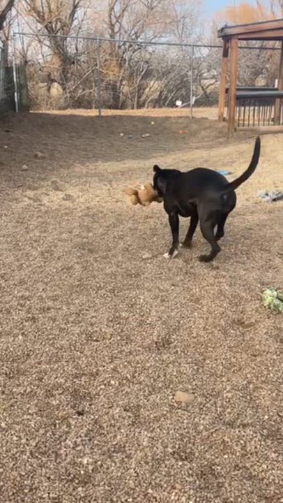 Enlarge Jazmyn, an adoptable mixed breed in Rapid City, SD video 6/6