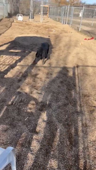 Enlarge Jazmyn, an adoptable mixed breed in Rapid City, SD video 5/6