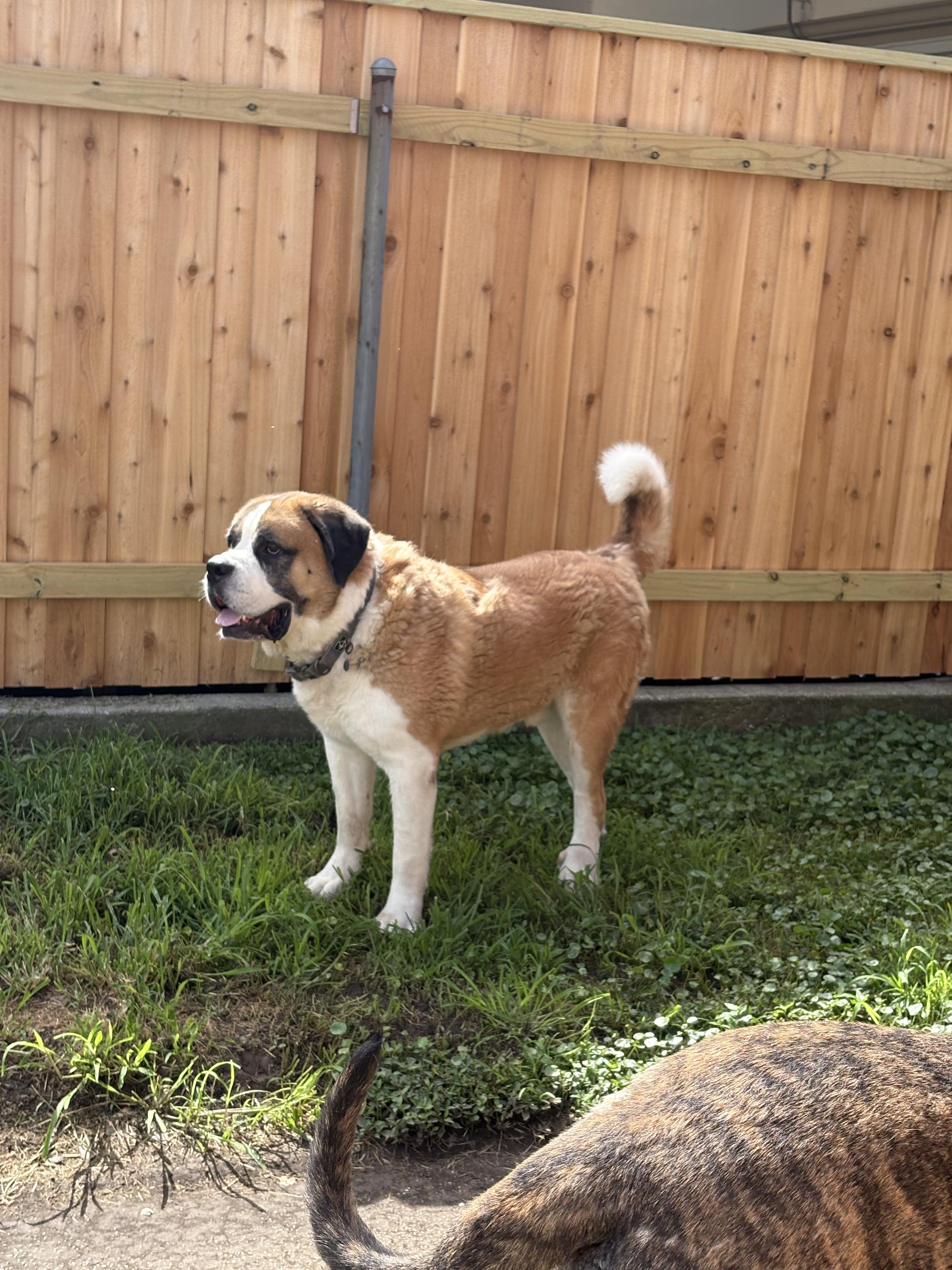 Gio & Rocky ---Urgent, ADOPTABLE, Adult Male Saint Bernard.