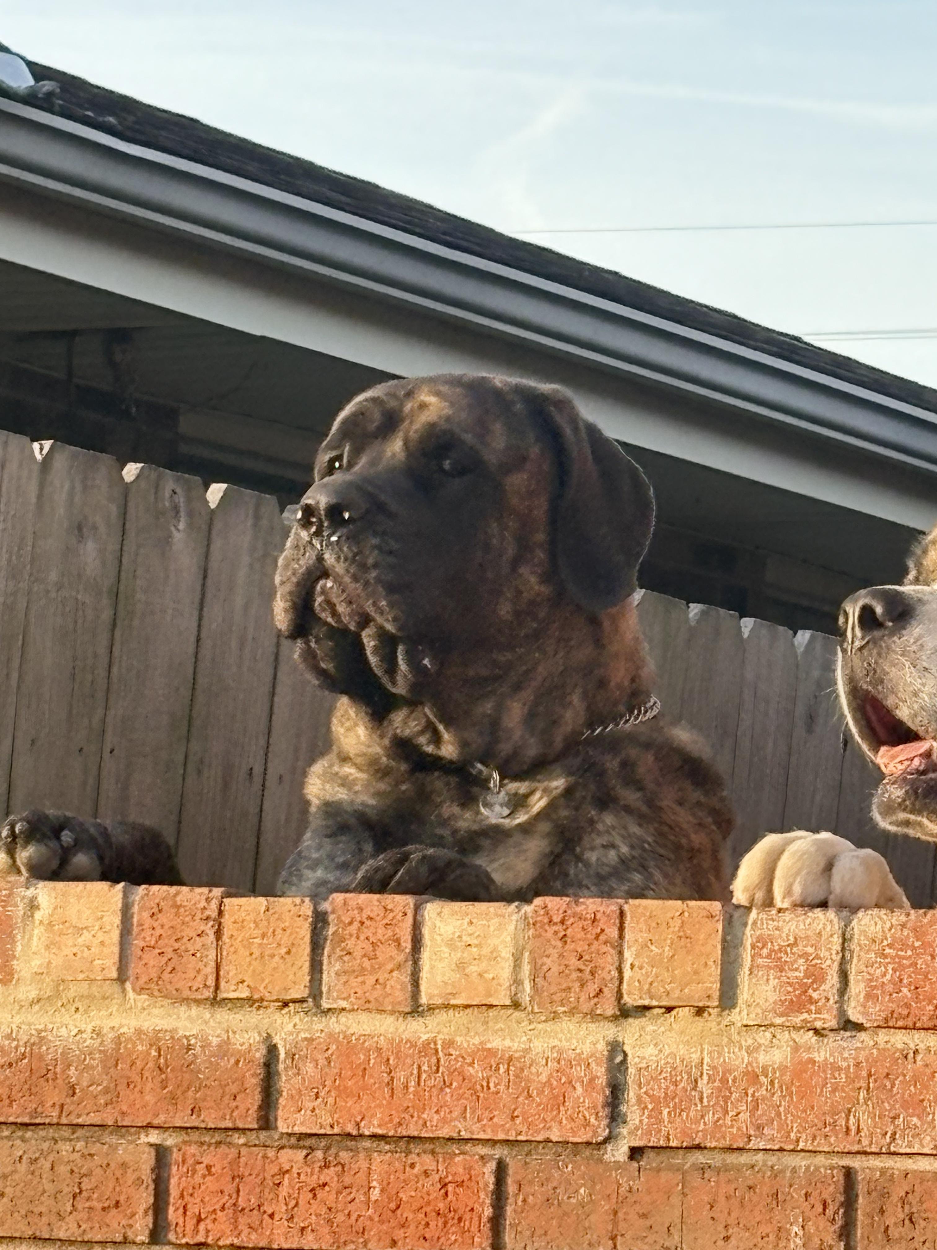 Enlarge Gio & Rocky ---Urgent, a ADOPTABLE Saint Bernard in New Orleans, LA image 4/6