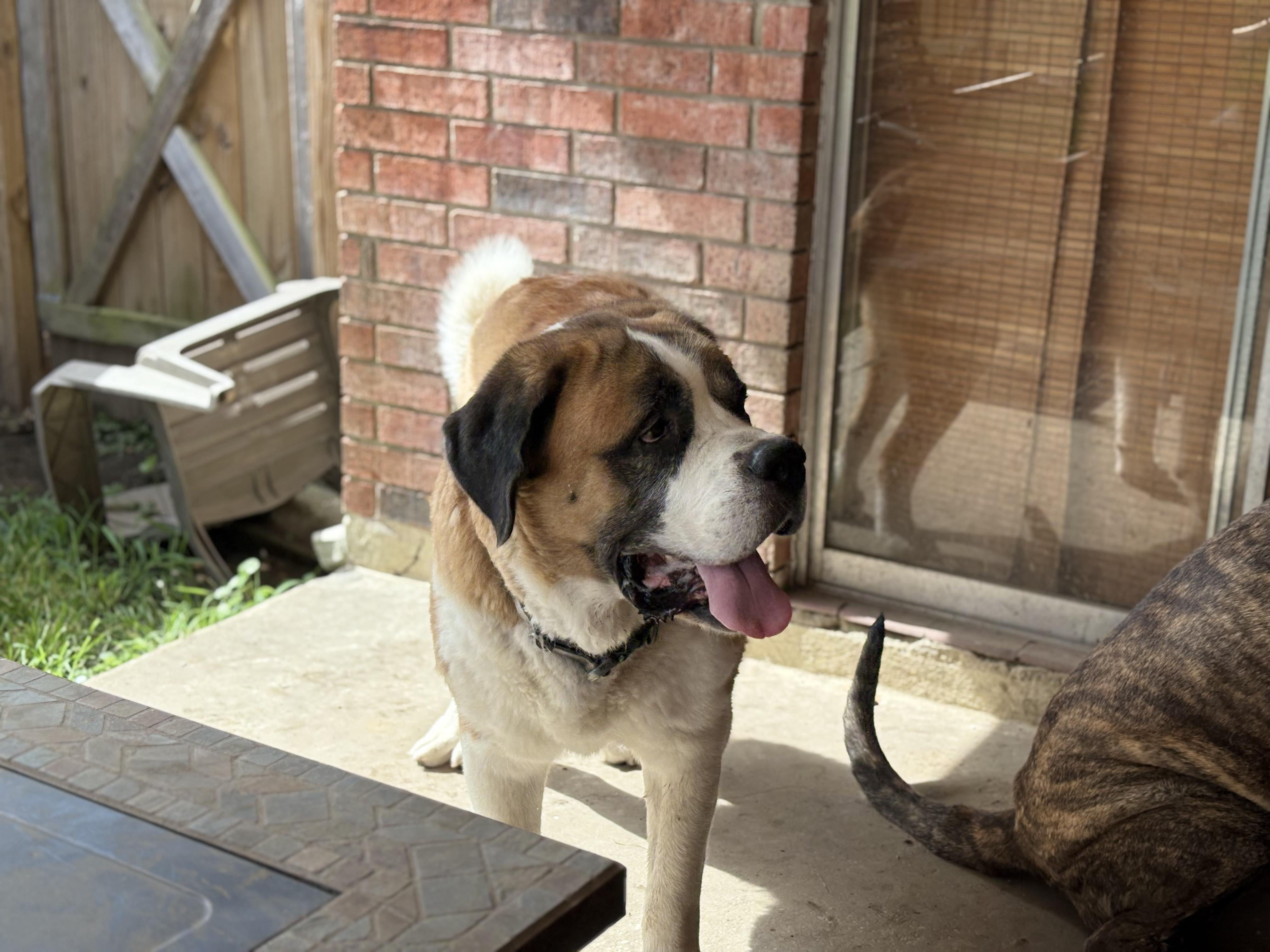 Enlarge Gio & Rocky ---Urgent, a ADOPTABLE Saint Bernard in New Orleans, LA image 6/6