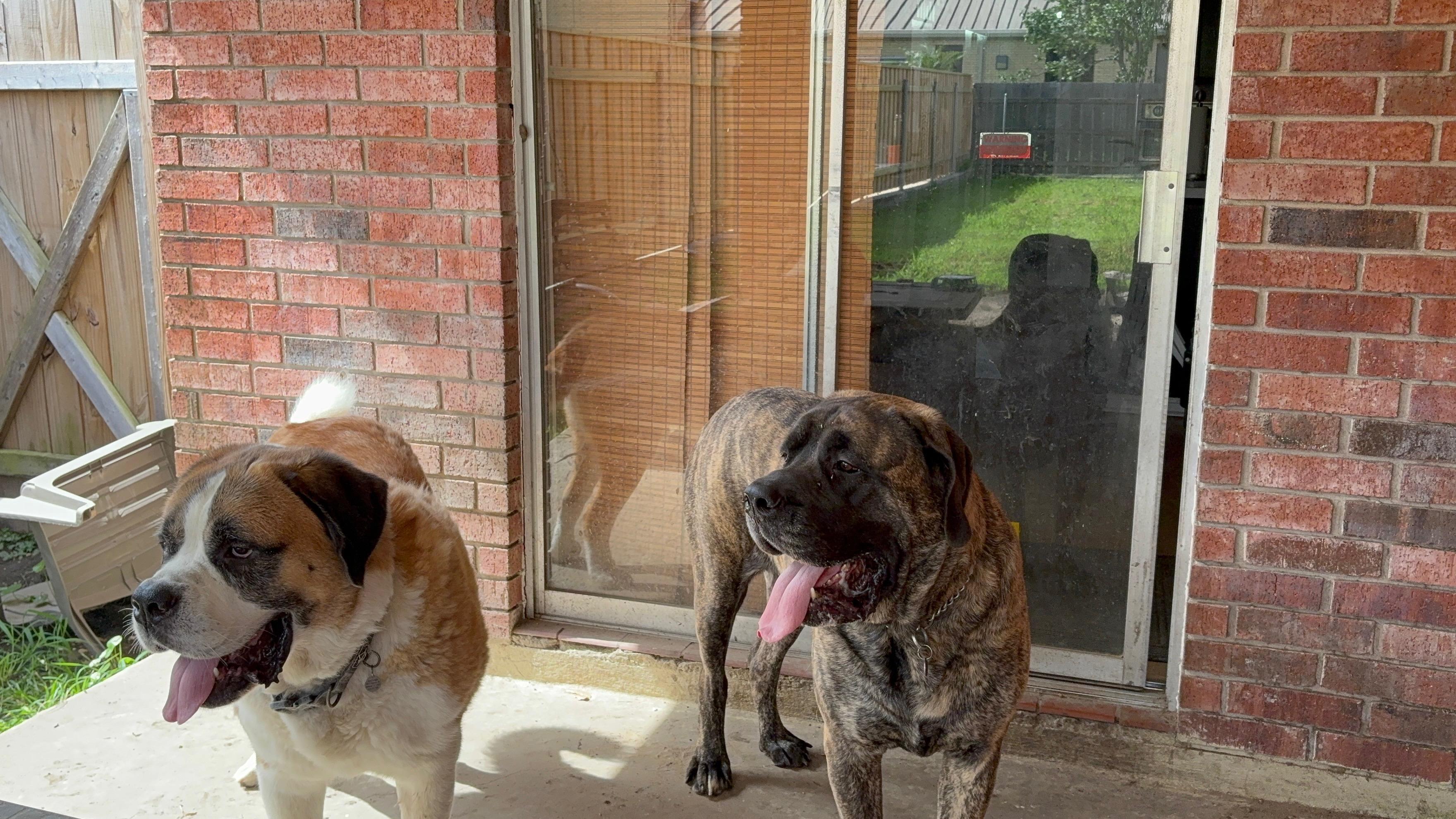 Enlarge Gio & Rocky ---Urgent, a ADOPTABLE Saint Bernard in New Orleans, LA image 5/6