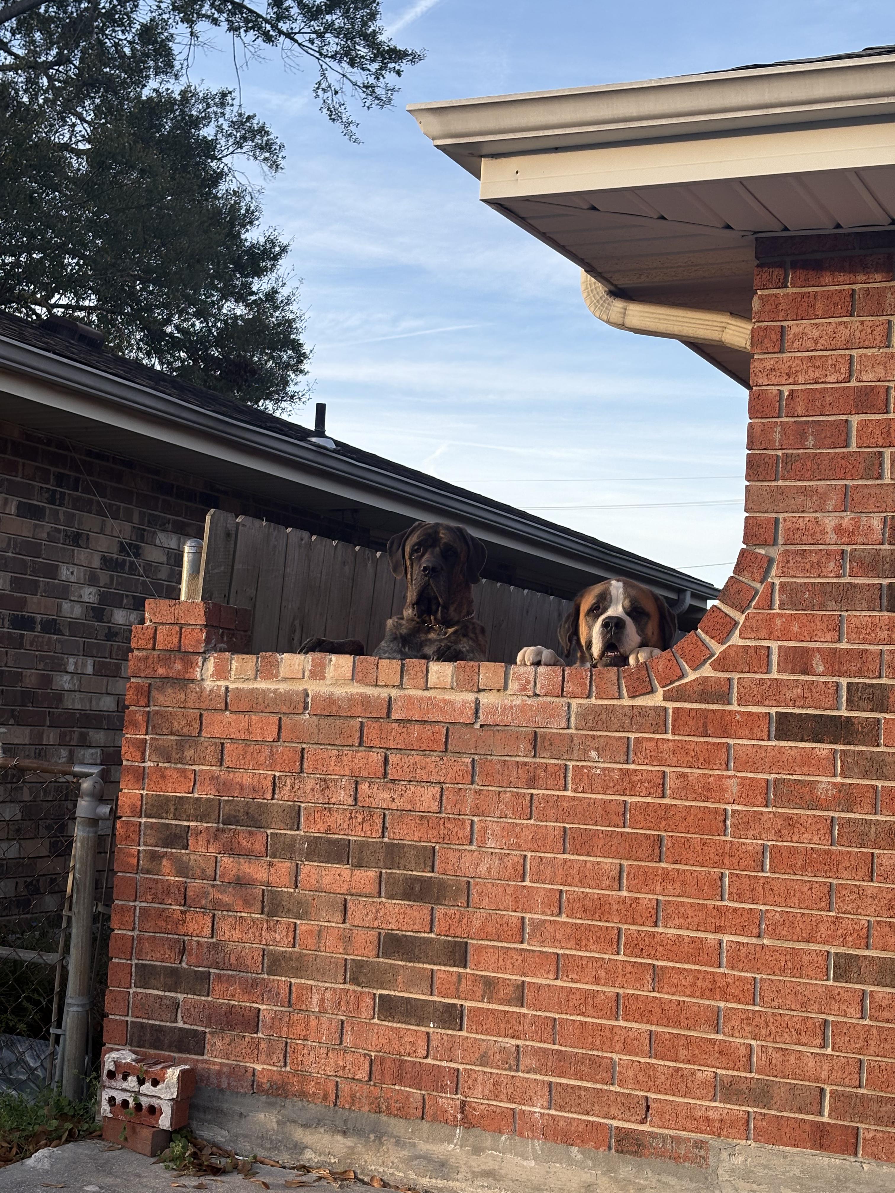 Enlarge Gio & Rocky ---Urgent, a ADOPTABLE Saint Bernard in New Orleans, LA image 3/6