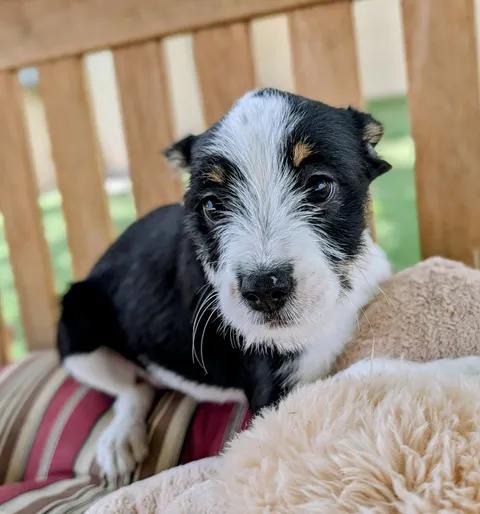 Enlarge 26-21D, a ADOPTABLE mixed breed in Ridgecrest, CA image 1/1