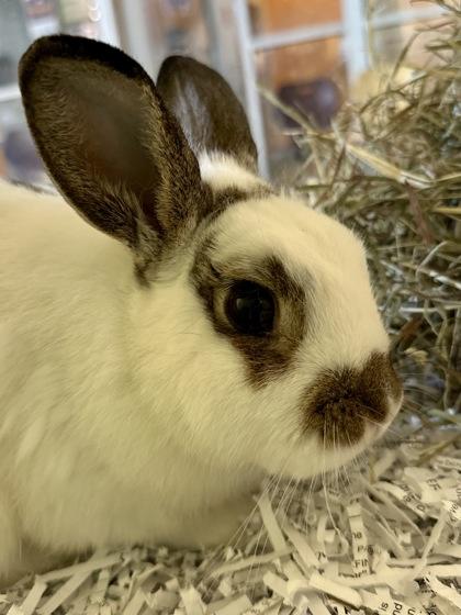 Stack, Adoptable, Adult Male Bunny Rabbit & Bunny Rabbit.