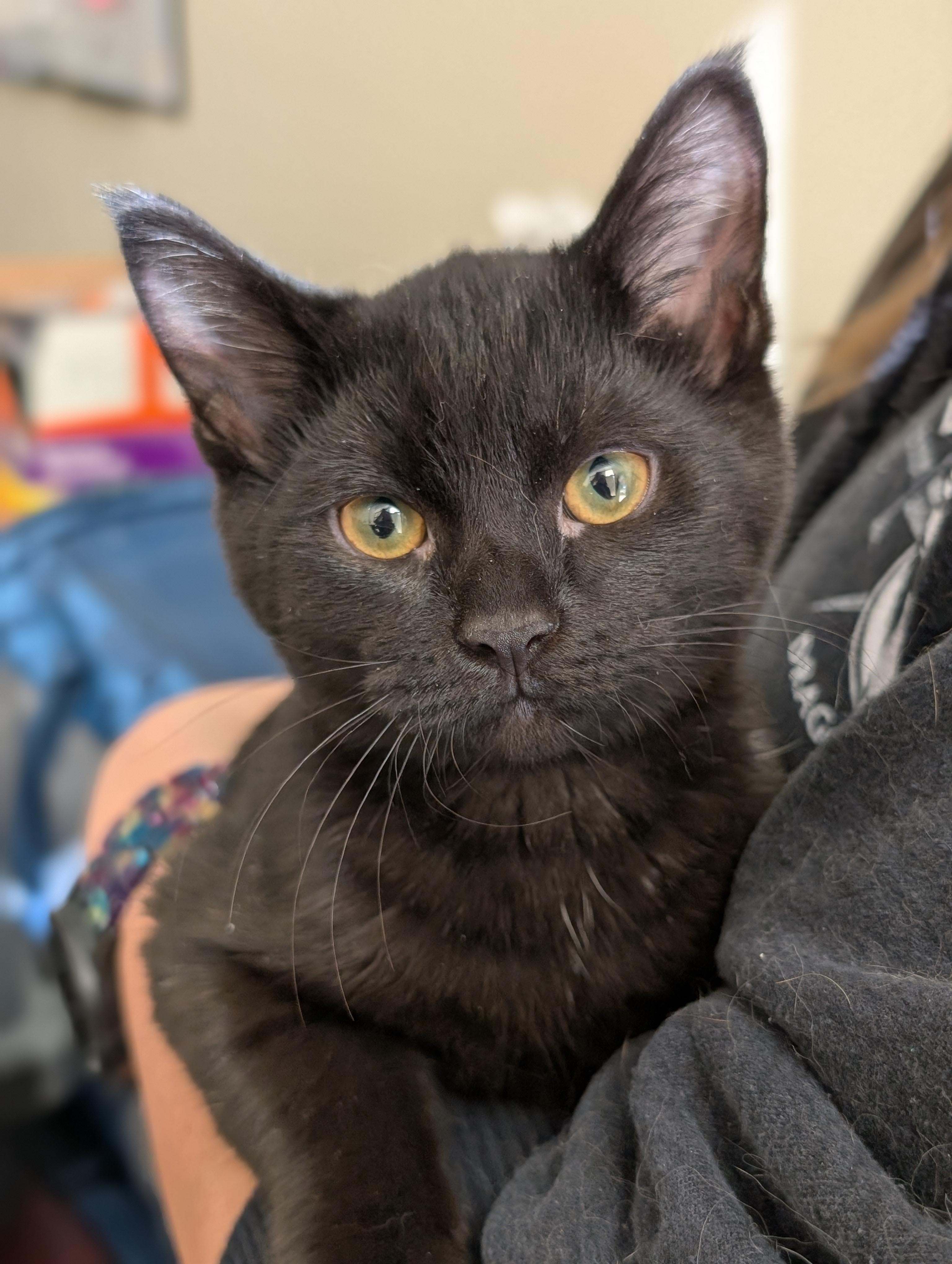 6 black kittens!, Adoptable, Kitten Female Domestic Short Hair.