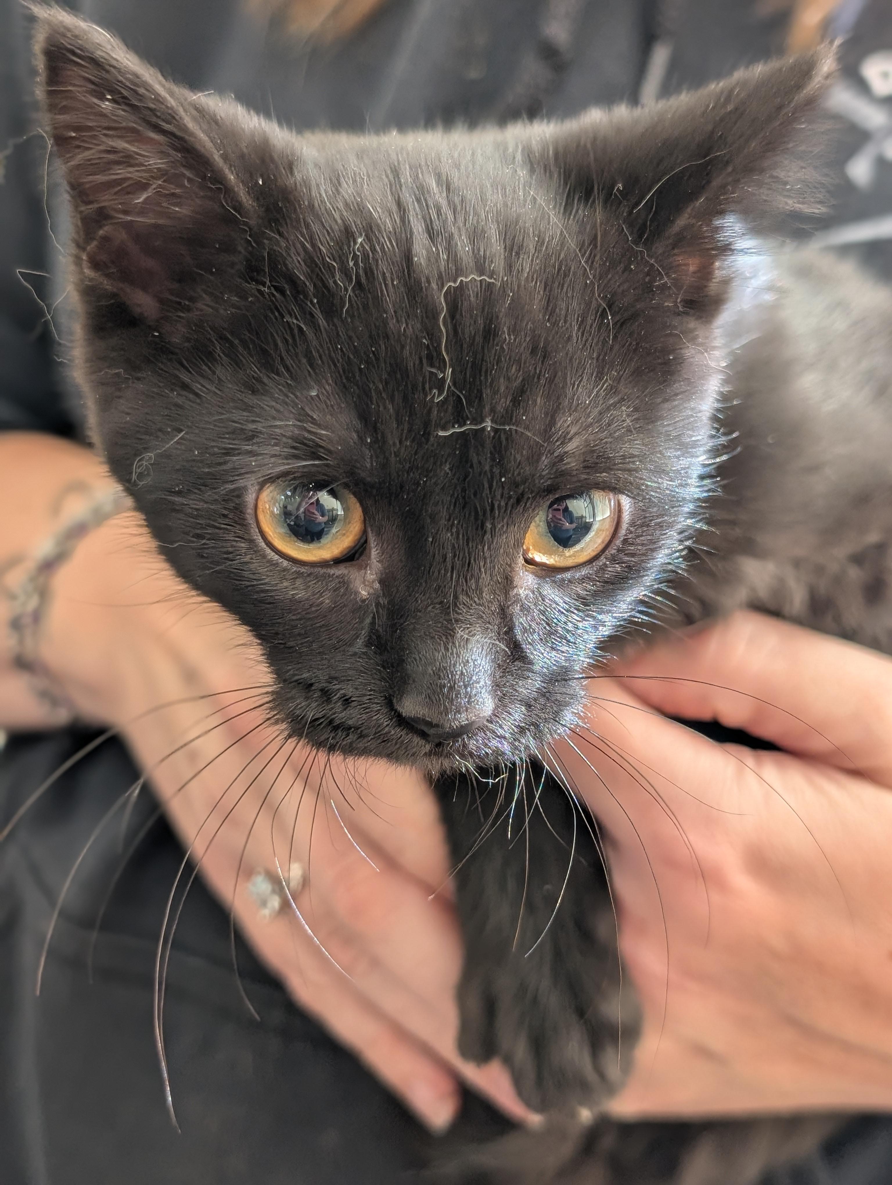 6 black kittens!, a Adoptable Domestic Short Hair in West Lafayette, IN image 2/6