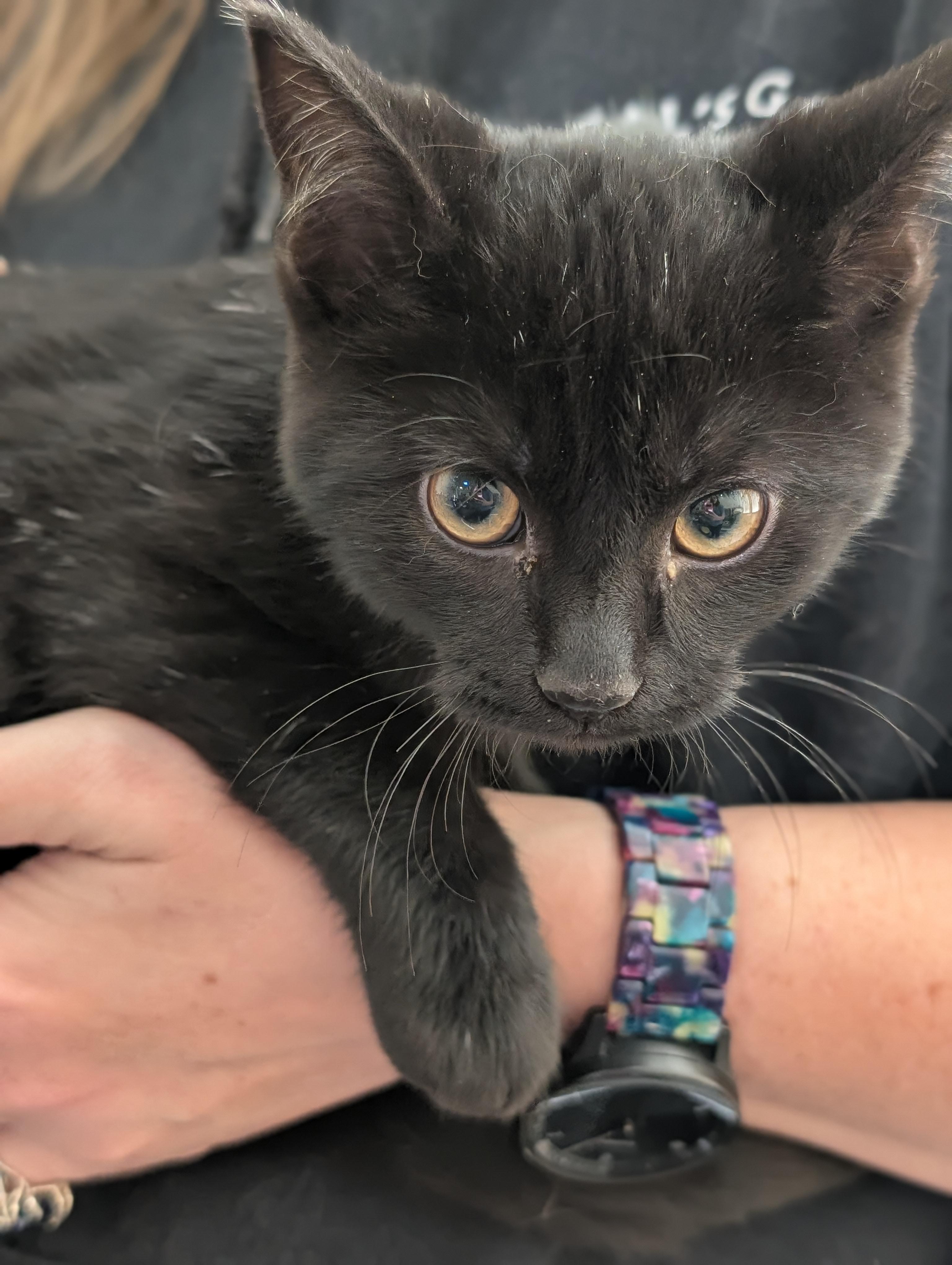 6 black kittens!, a Adoptable Domestic Short Hair in West Lafayette, IN image 5/6