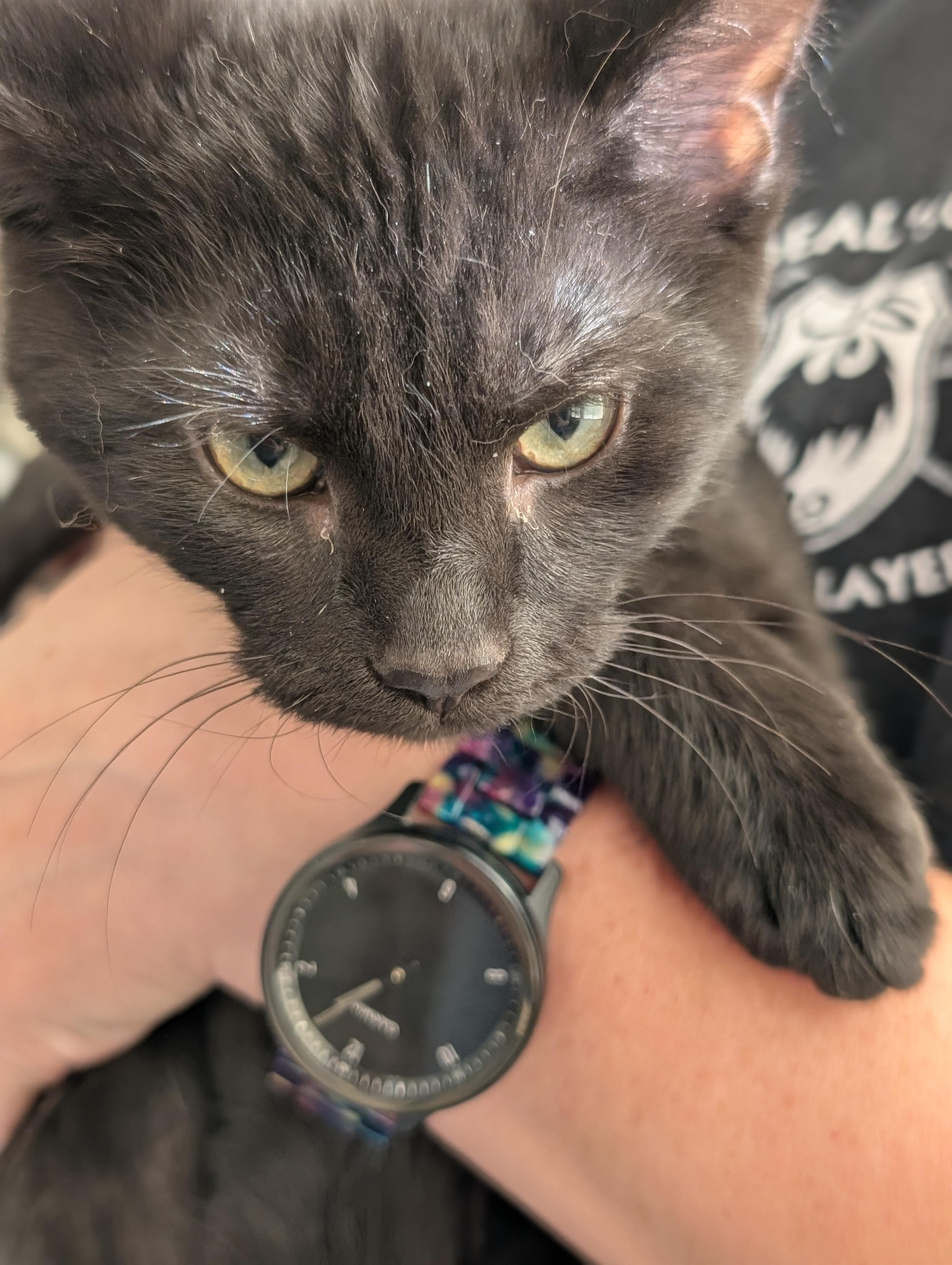 6 black kittens!, a Adoptable Domestic Short Hair in West Lafayette, IN image 4/6