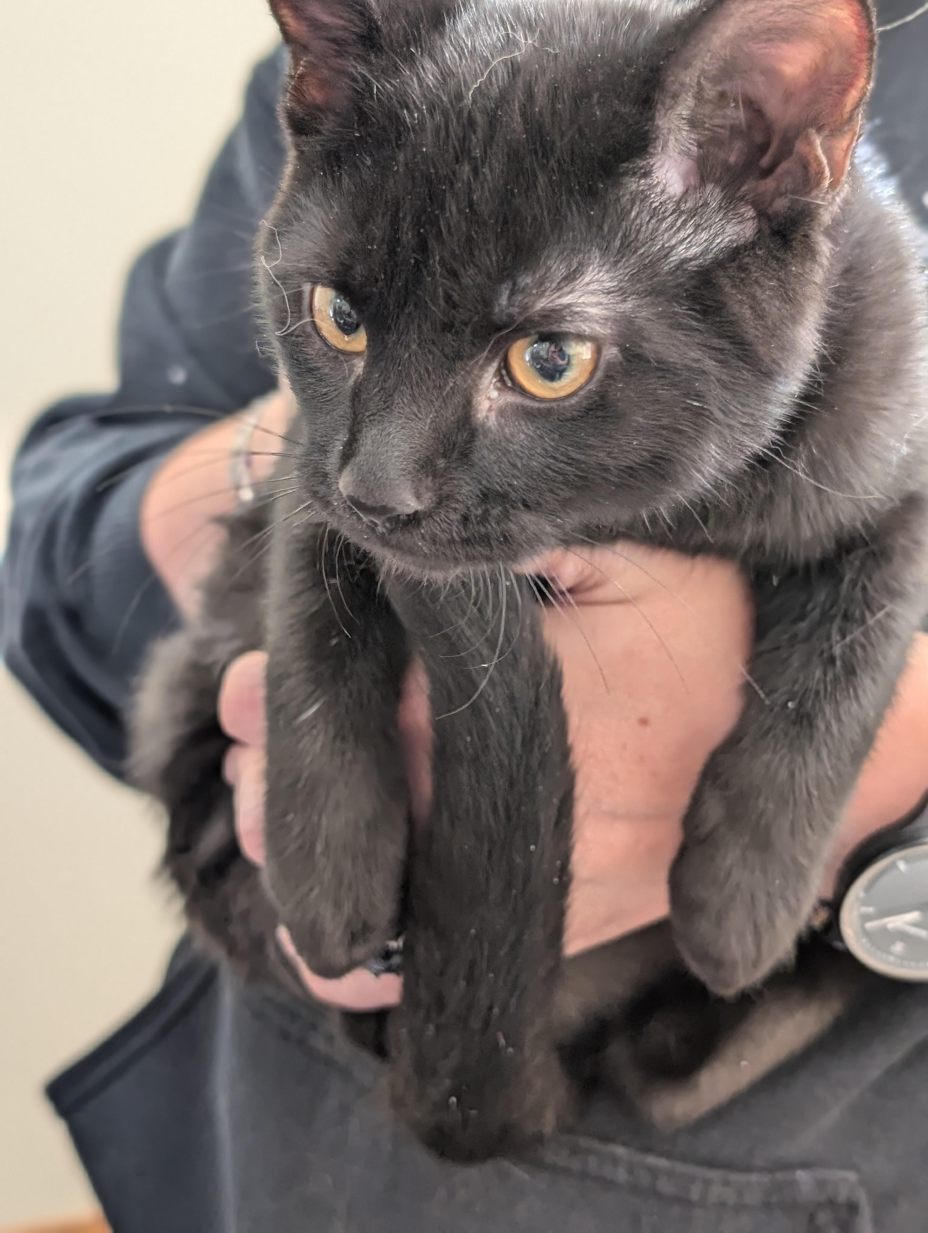 6 black kittens!, a Adoptable Domestic Short Hair in West Lafayette, IN image 6/6