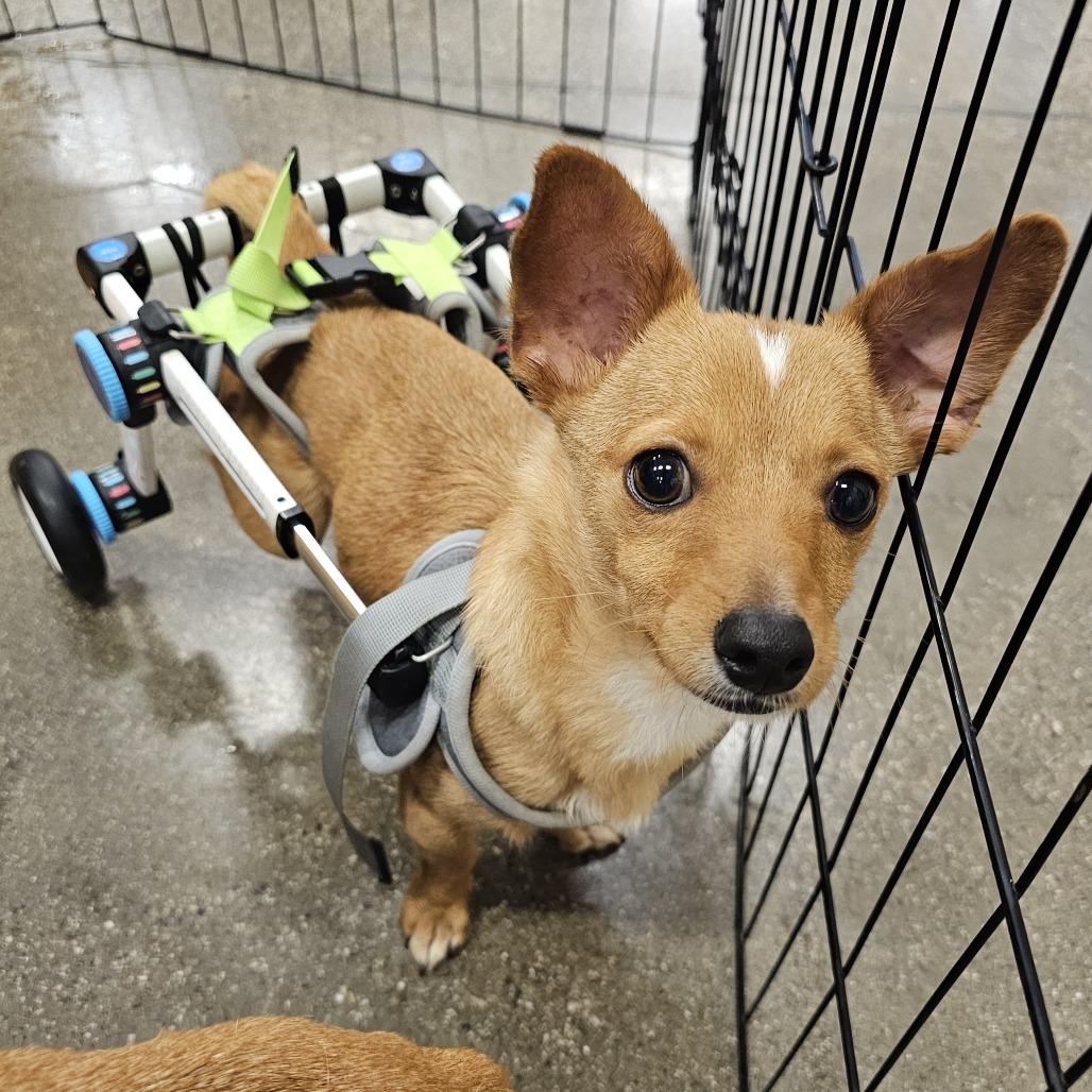 Enlarge Pepe, a Adoptable Chihuahua in Apple Valley, CA image 1/2