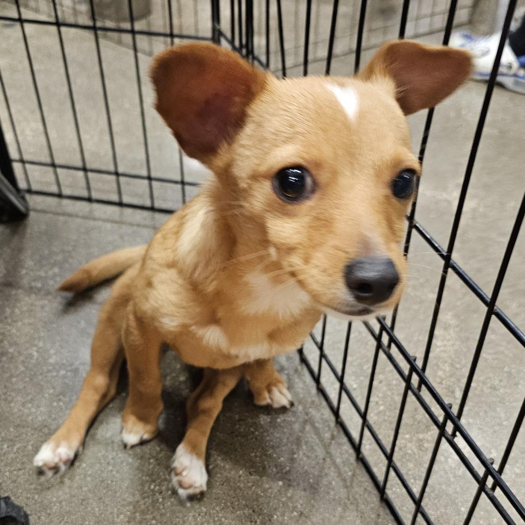 Enlarge Pepe, a Adoptable Chihuahua in Apple Valley, CA image 2/2