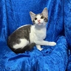 Enlarge Skyler, a Adoptable mixed breed in Gainesville, FL image 1/4