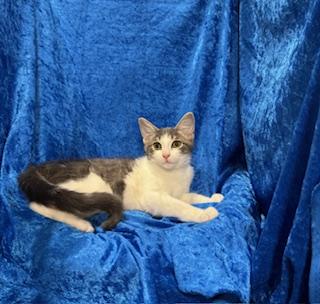 Enlarge Skyler, a Adoptable mixed breed in Gainesville, FL image 2/4
