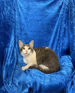 Enlarge Skyler, a Adoptable mixed breed in Gainesville, FL image 3/4