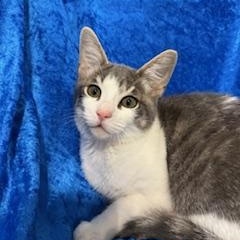 Enlarge Skyler, a Adoptable mixed breed in Gainesville, FL image 4/4