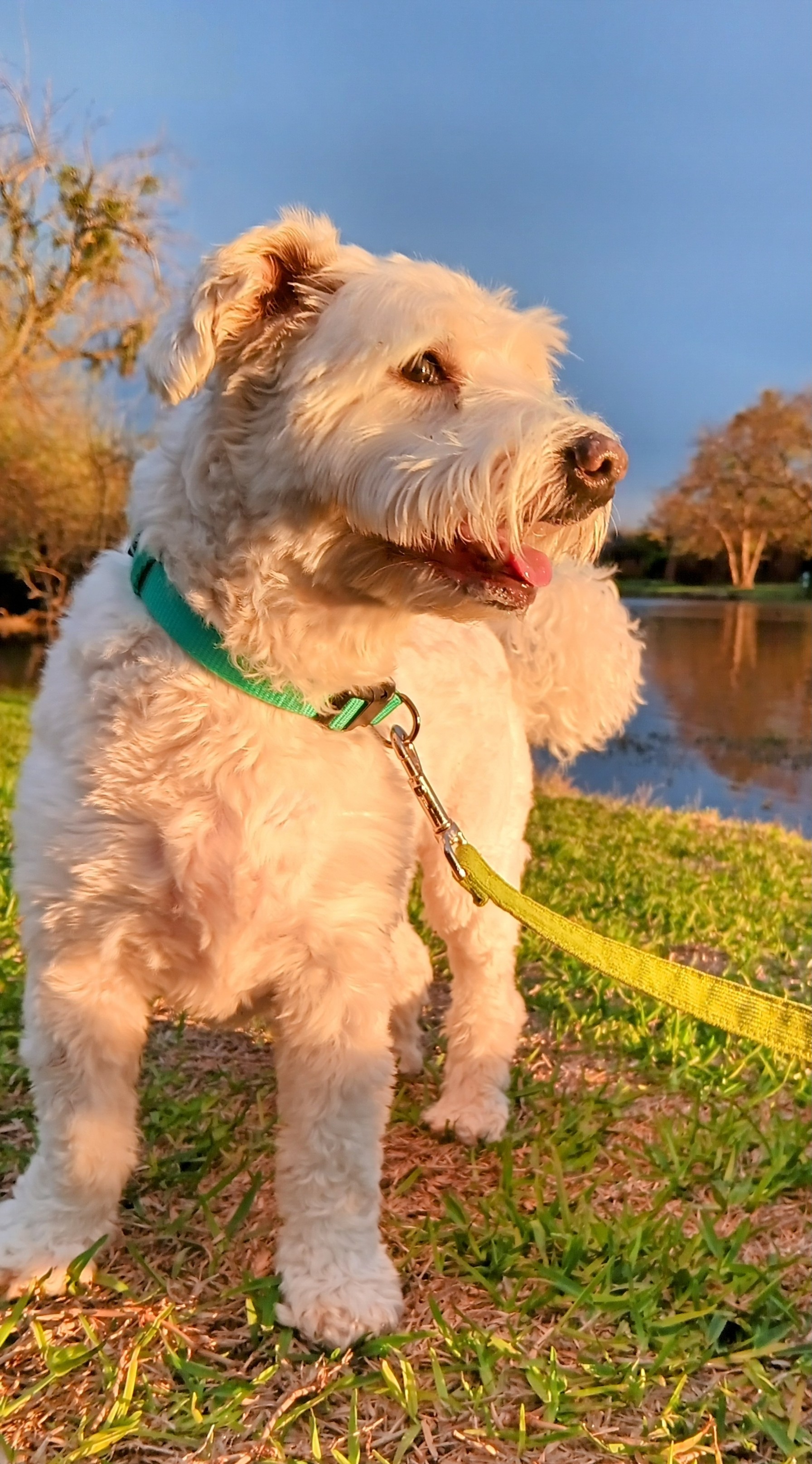 Comet, a Adoptable mixed breed in Dallas, TX image 1/6