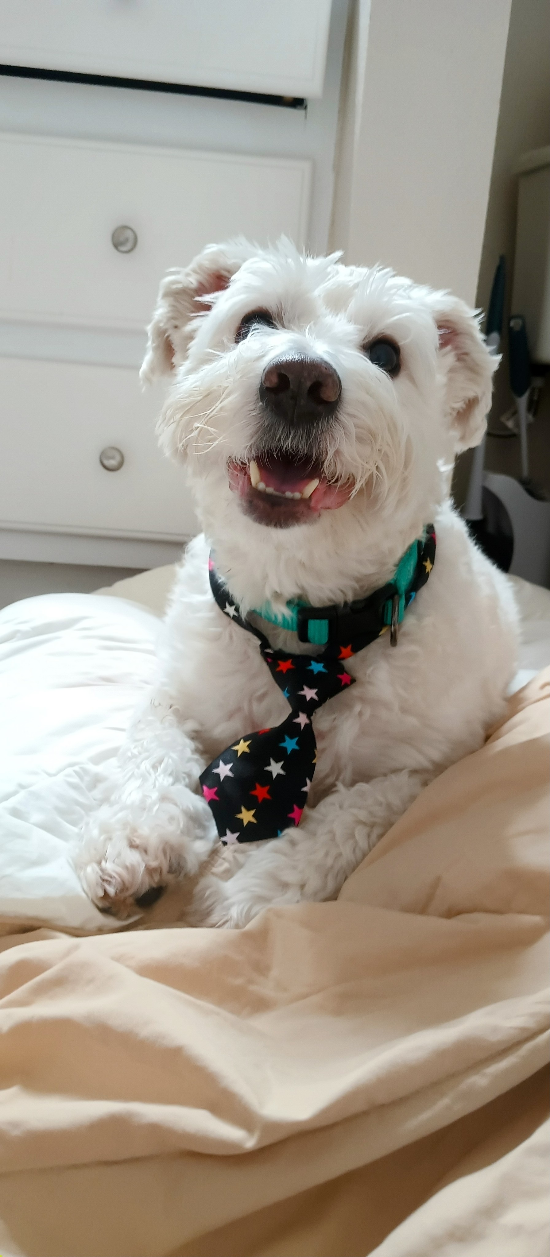 Comet, a Adoptable mixed breed in Dallas, TX image 2/6