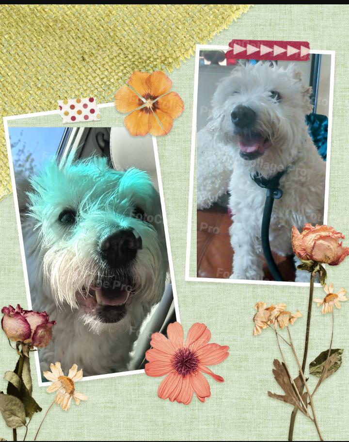 Comet, a Adoptable mixed breed in Dallas, TX image 3/6