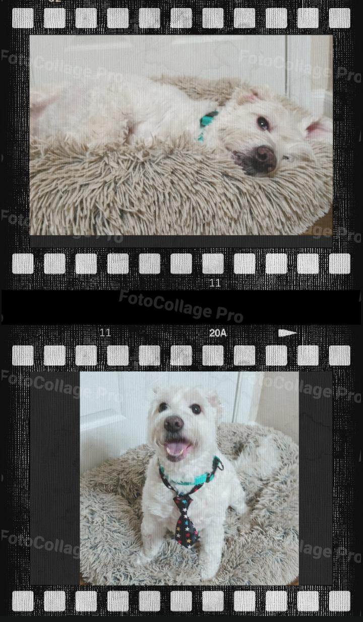 Comet, a Adoptable mixed breed in Dallas, TX image 4/6