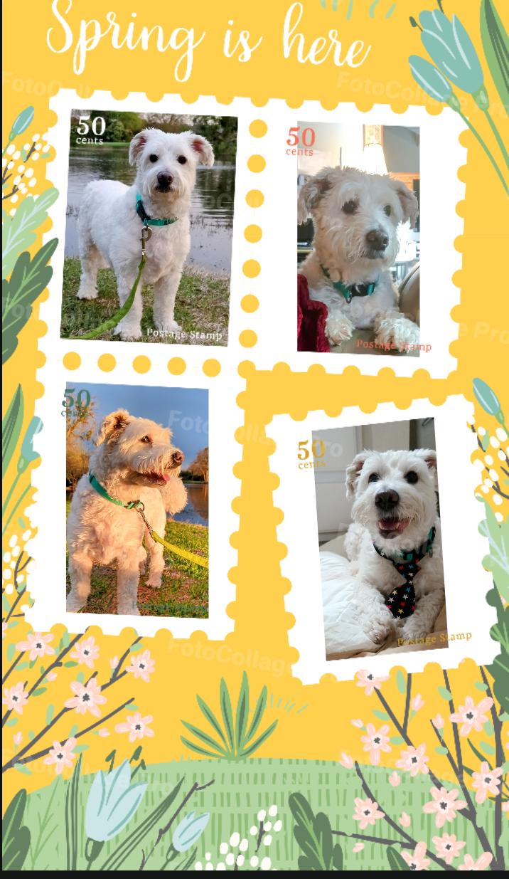 Comet, a Adoptable mixed breed in Dallas, TX image 5/6