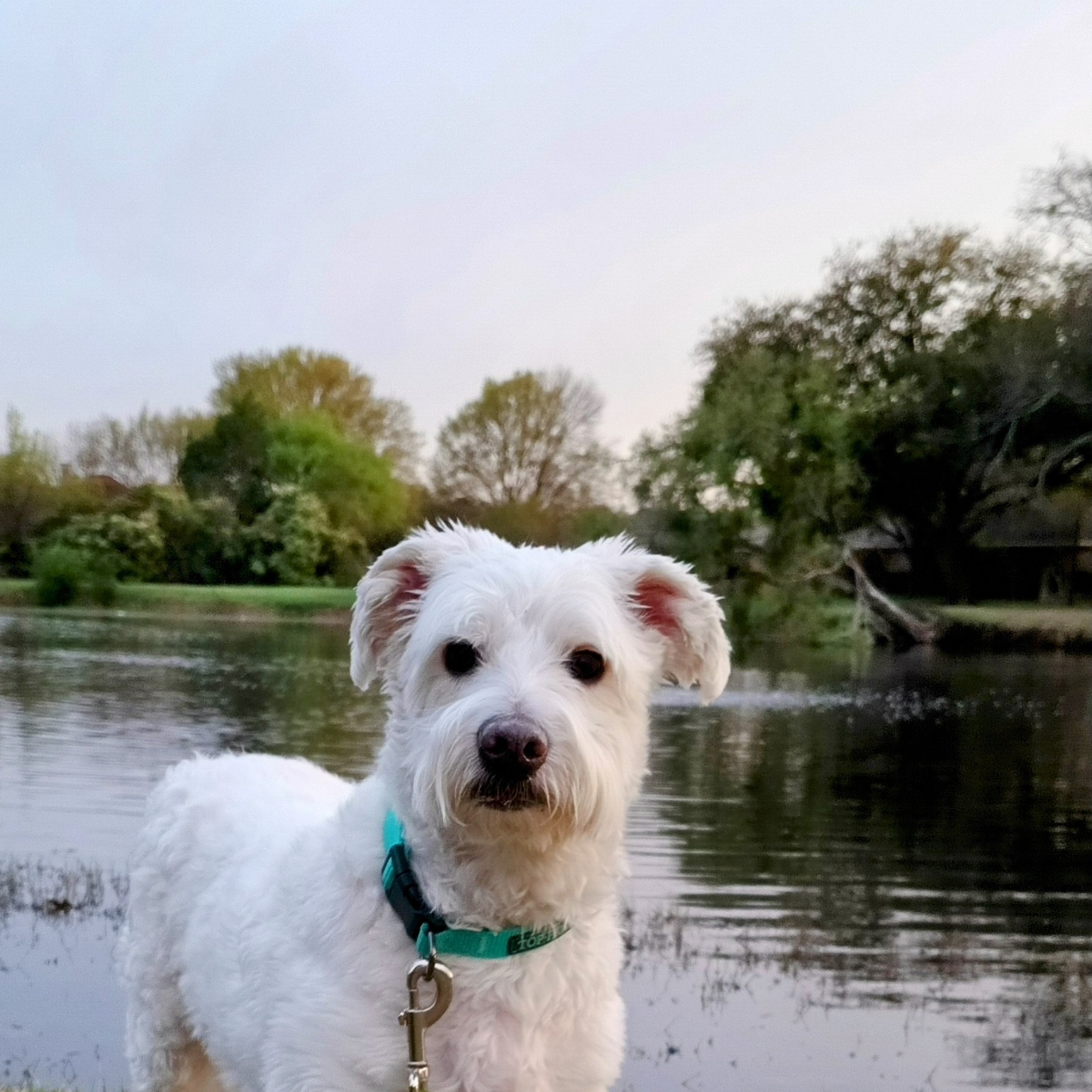 Comet, a Adoptable mixed breed in Dallas, TX image 6/6