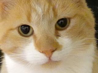 Buddy, Adoptable, Young Male Domestic Short Hair & Tabby.