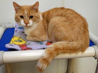 Buddy, a Adoptable mixed breed in Anaconda, MT image 4/6