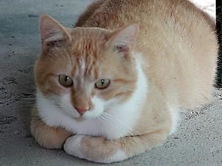 Buddy, a Adoptable mixed breed in Anaconda, MT image 3/6