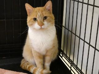 Buddy, a Adoptable mixed breed in Anaconda, MT image 5/6