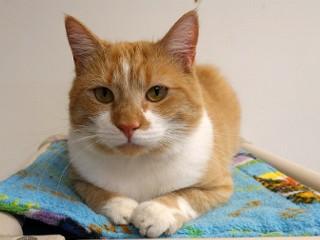 Buddy, Adoptable, Young Male Domestic Short Hair & Tabby.