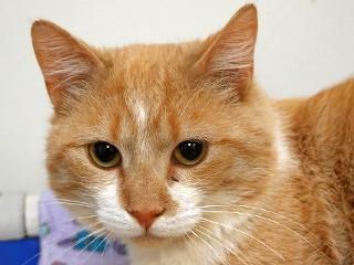 Buddy, a Adoptable mixed breed in Anaconda, MT image 6/6