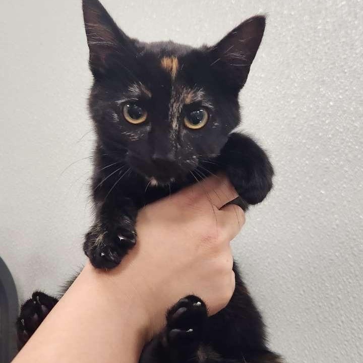 Smudge, Adoptable, Young Female Tortoiseshell.