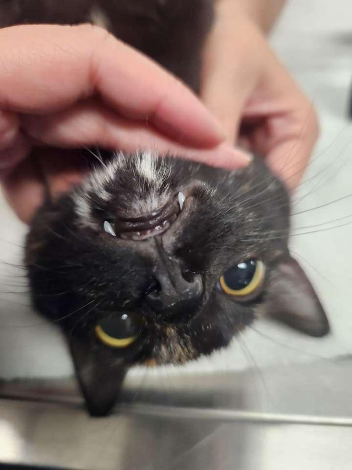 Enlarge Smudge, a Adoptable Tortoiseshell in Crockett, CA image 4/4