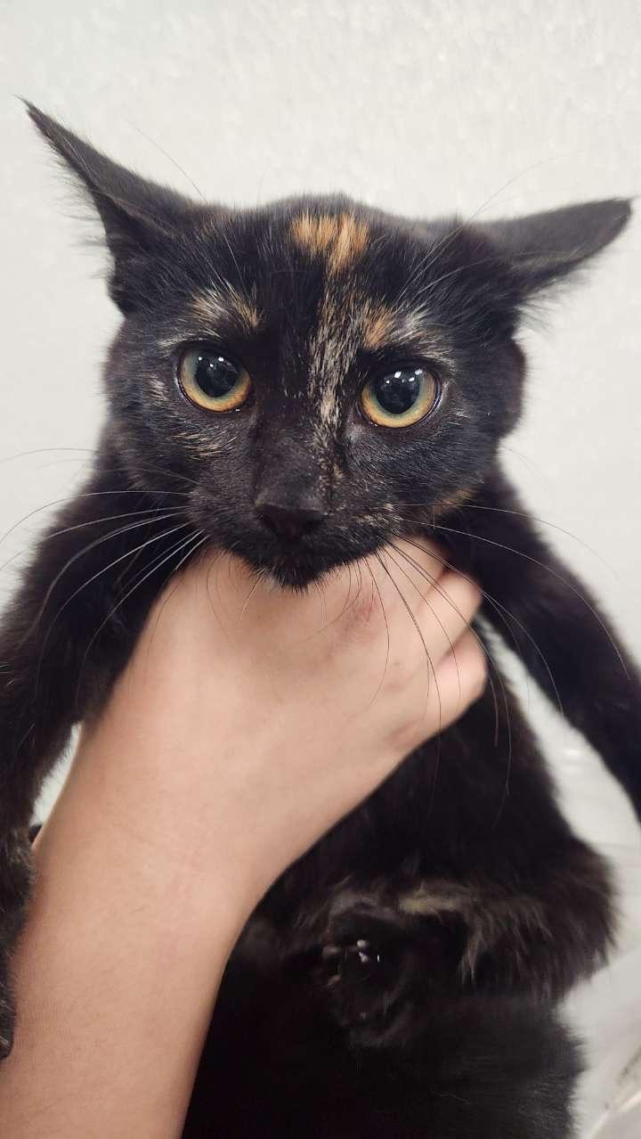 Enlarge Smudge, a Adoptable Tortoiseshell in Crockett, CA image 3/4