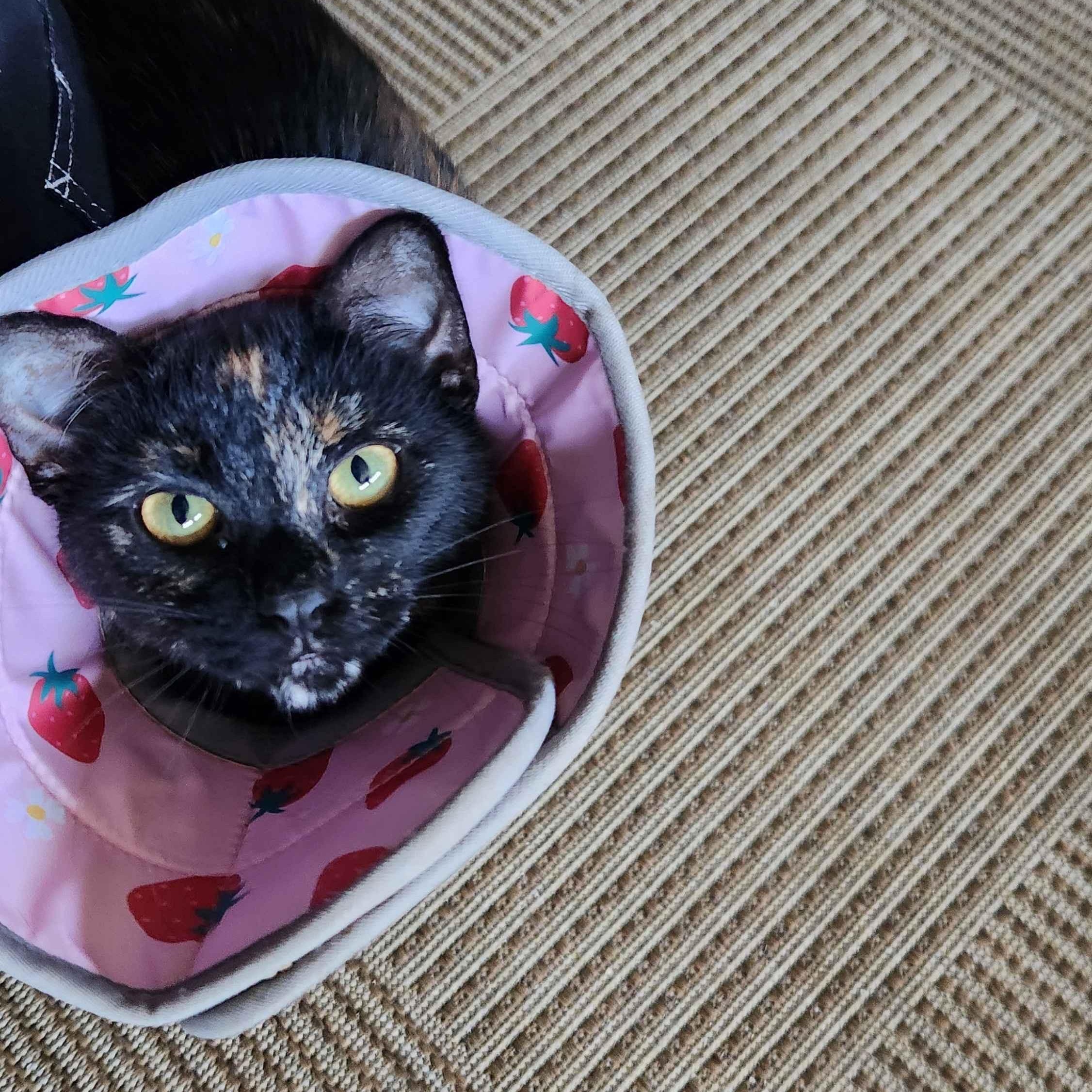 Enlarge Smudge, a Adoptable Tortoiseshell in Crockett, CA image 2/4
