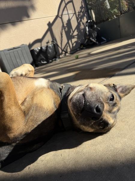 Eva, Adoptable, Adult Female German Shepherd Dog & Pit Bull Terrier.